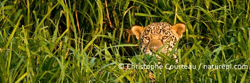 NaturePictureLibrary banner