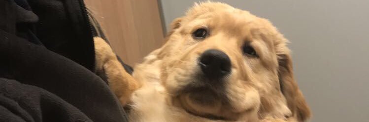TheLosttGinger's profile banner image