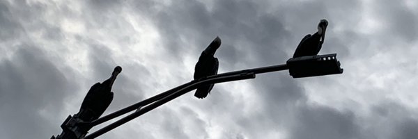 merrydevo Profile Banner