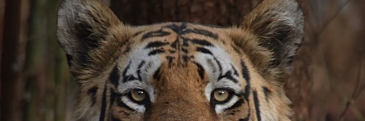 tejindersingh19's profile banner image