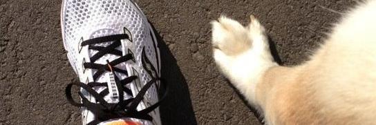 Ellen Dickson banner