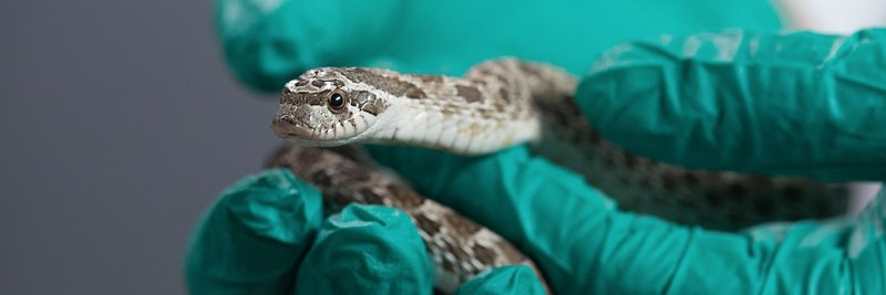 Dr. Shab Mohammadi banner