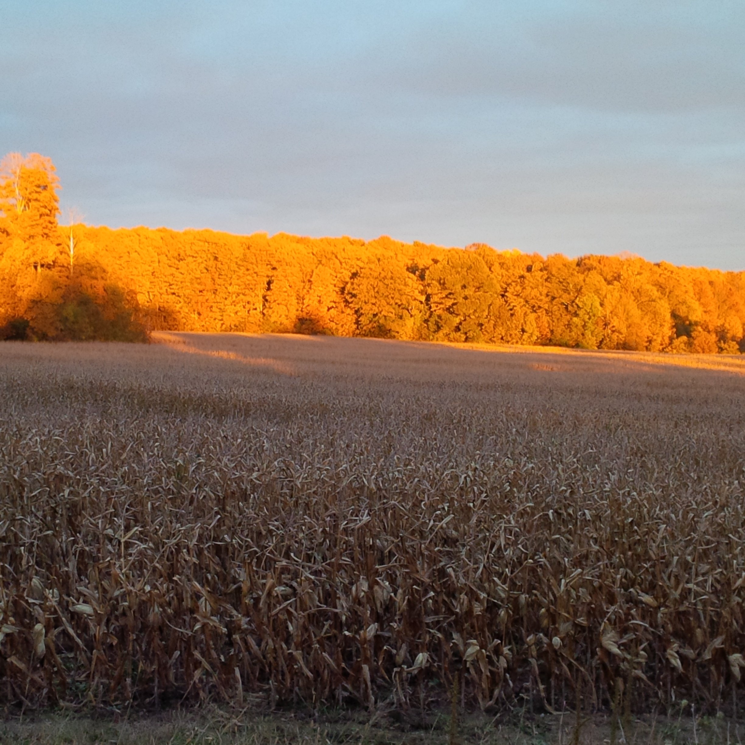 ljmfarms's profile banner image