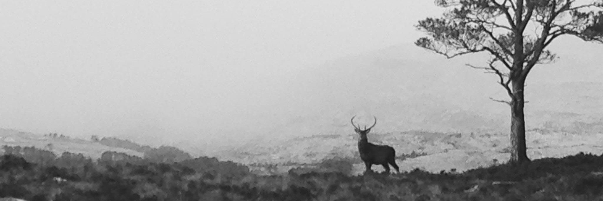 Ben Damph Estate banner