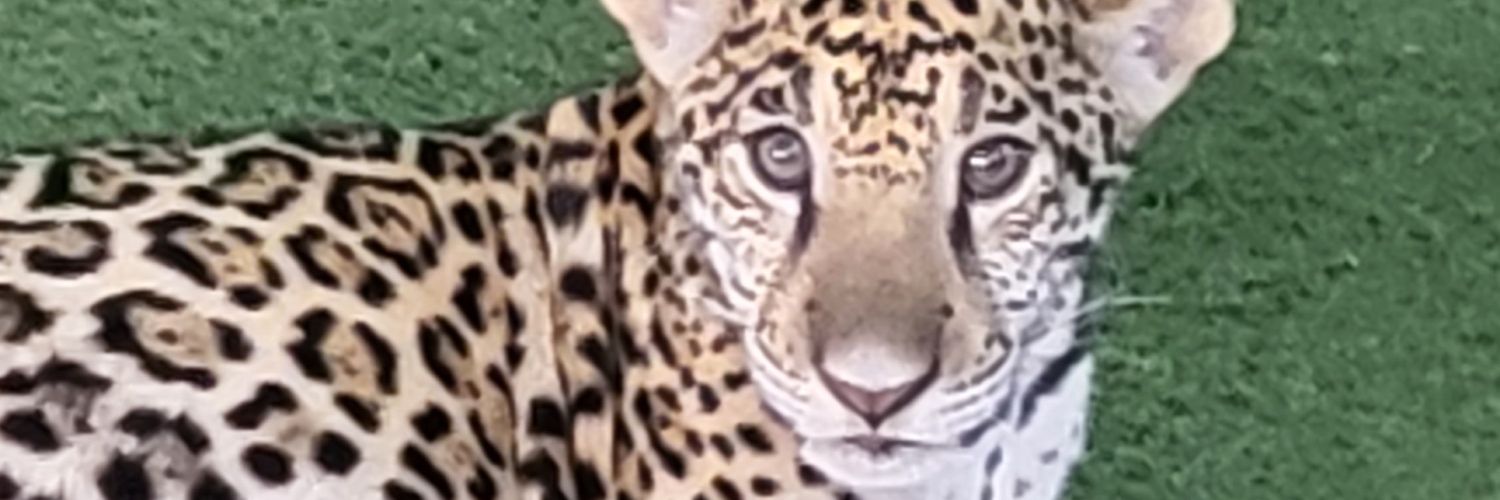 bradbaca's profile banner image