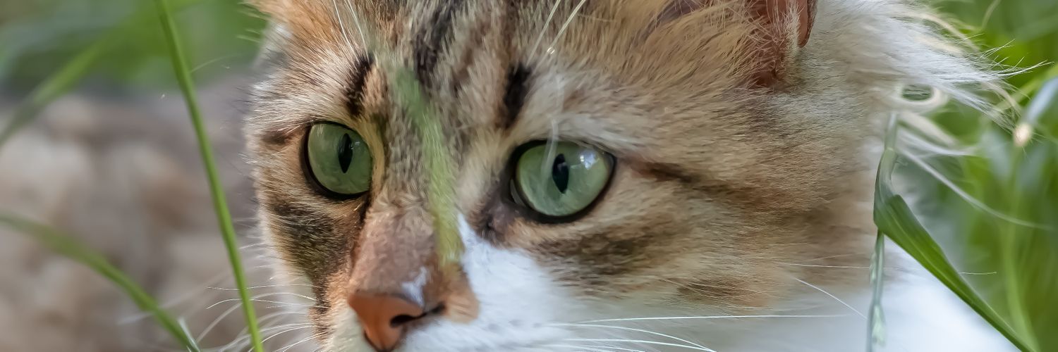osmanuluc's profile banner image