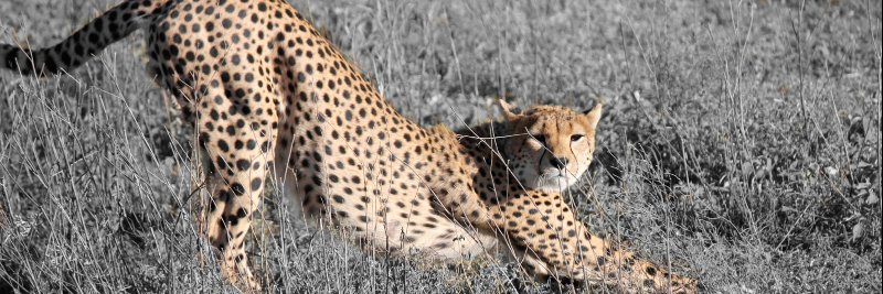 marti konstant banner