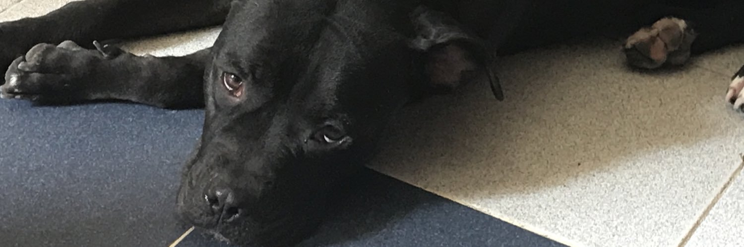 lindaladri's profile banner image