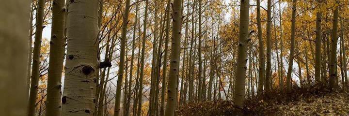 Sarah Yenchik banner
