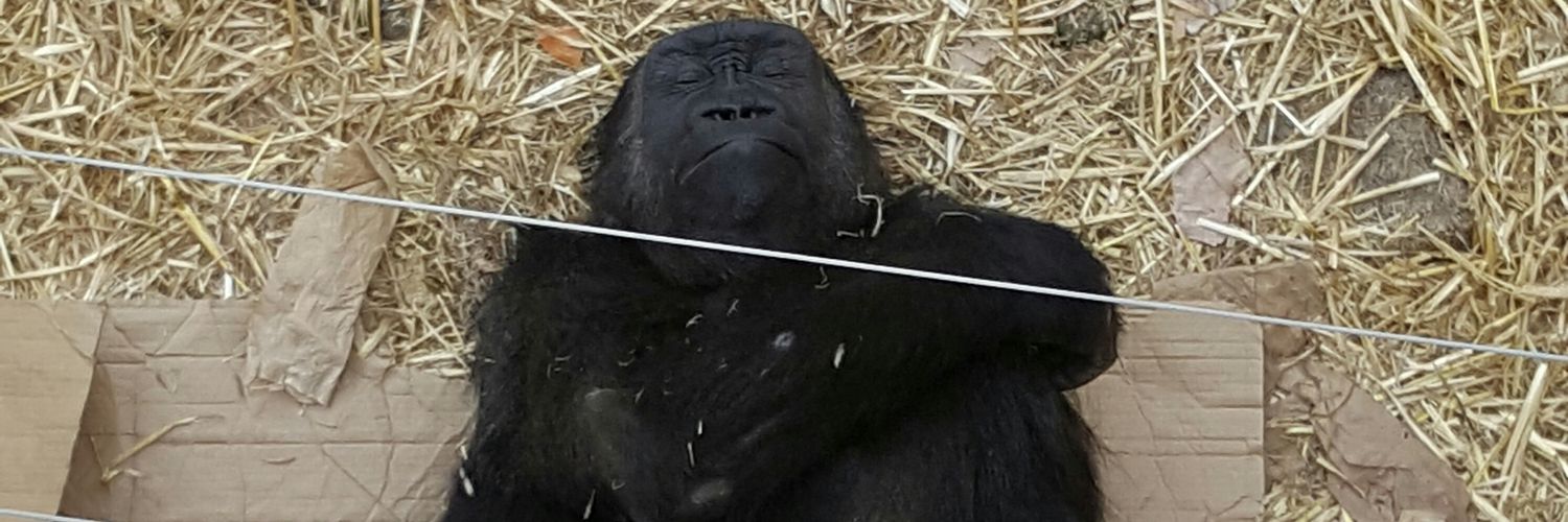 Tomas Colleran banner