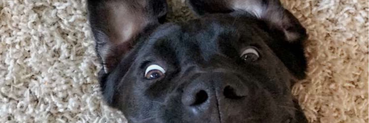 JensenAustin1's profile banner image