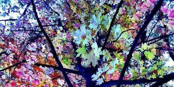 Celosandando's profile banner image