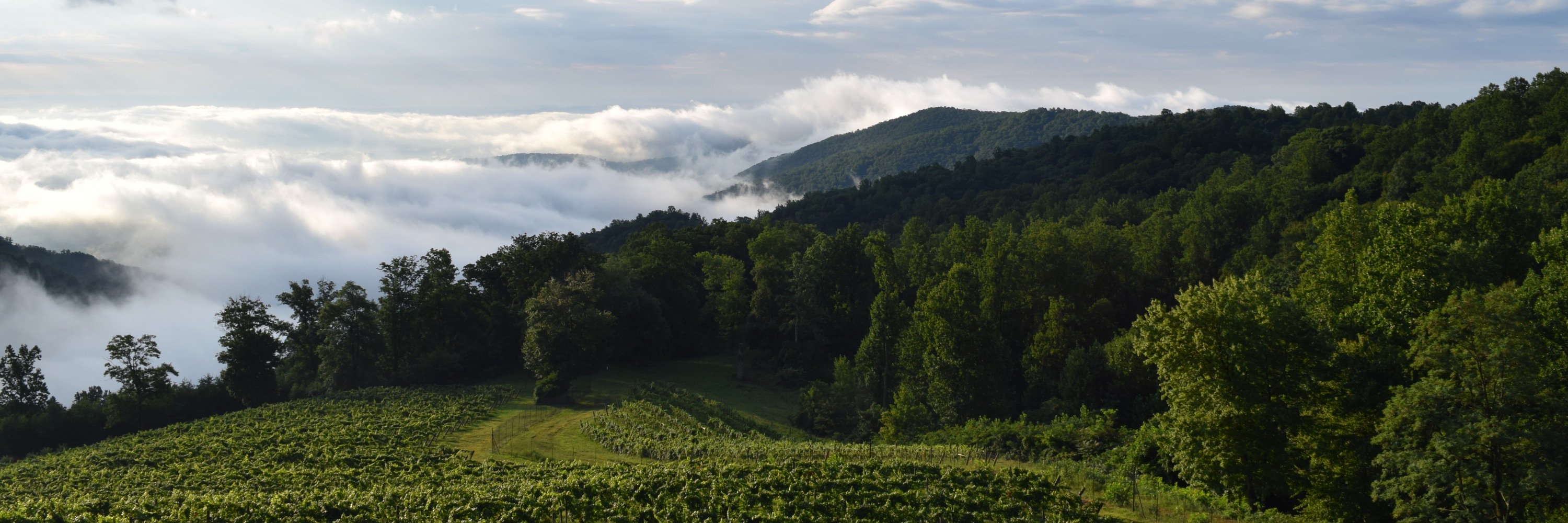 SMVWine's profile banner image