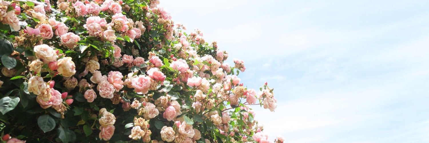 randomie banner