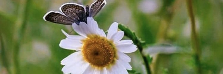 muntehagonca's profile banner image