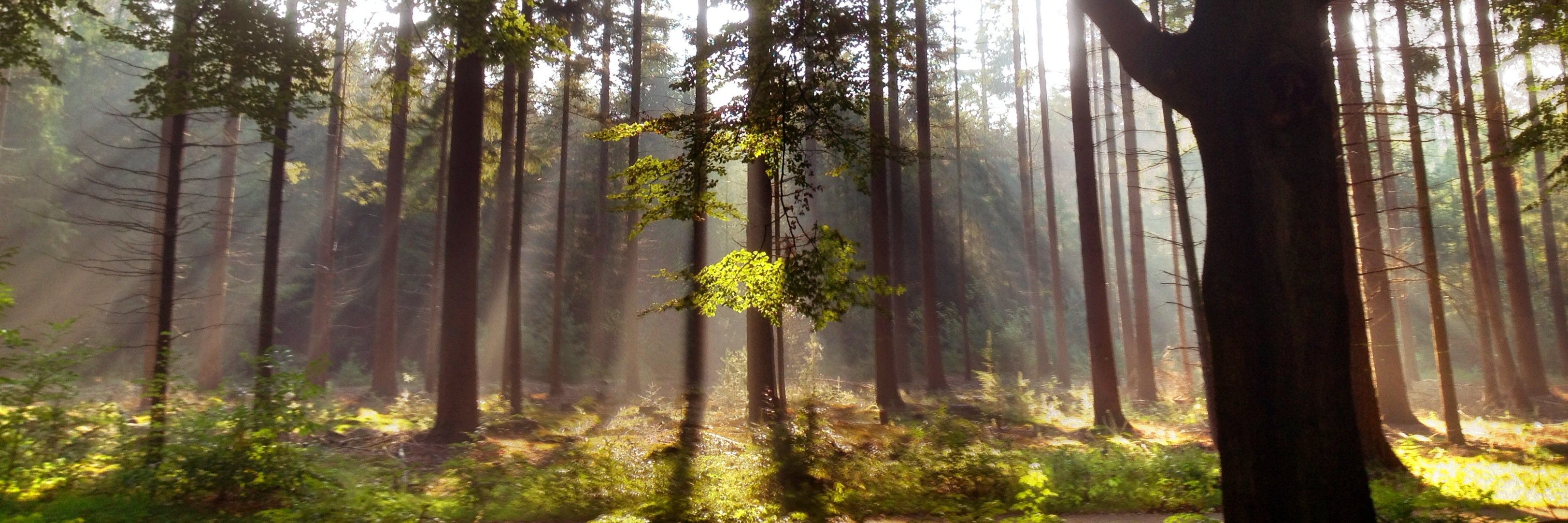 Madeleine Boerma 🍀💚 ♻️  banner