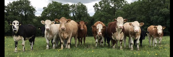 Teagasc Beef Profile Banner