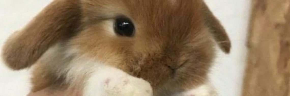 salmajulisssa's profile banner image