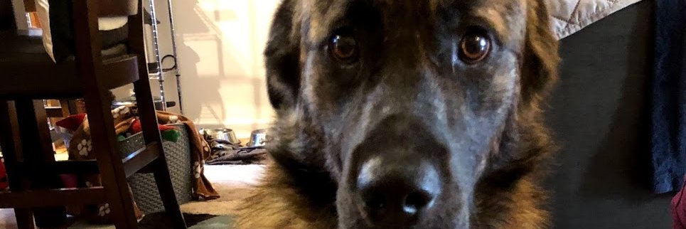 Michael King 🌐🌳🇺🇦 banner