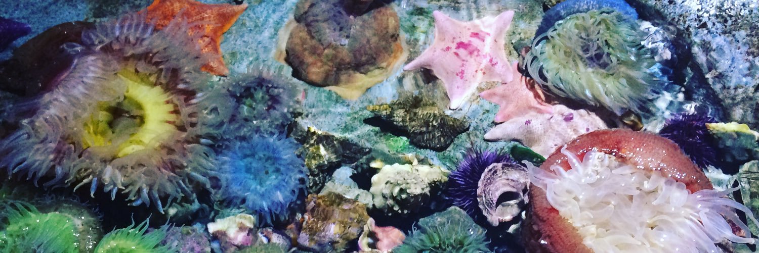 emmacatscats's profile banner image