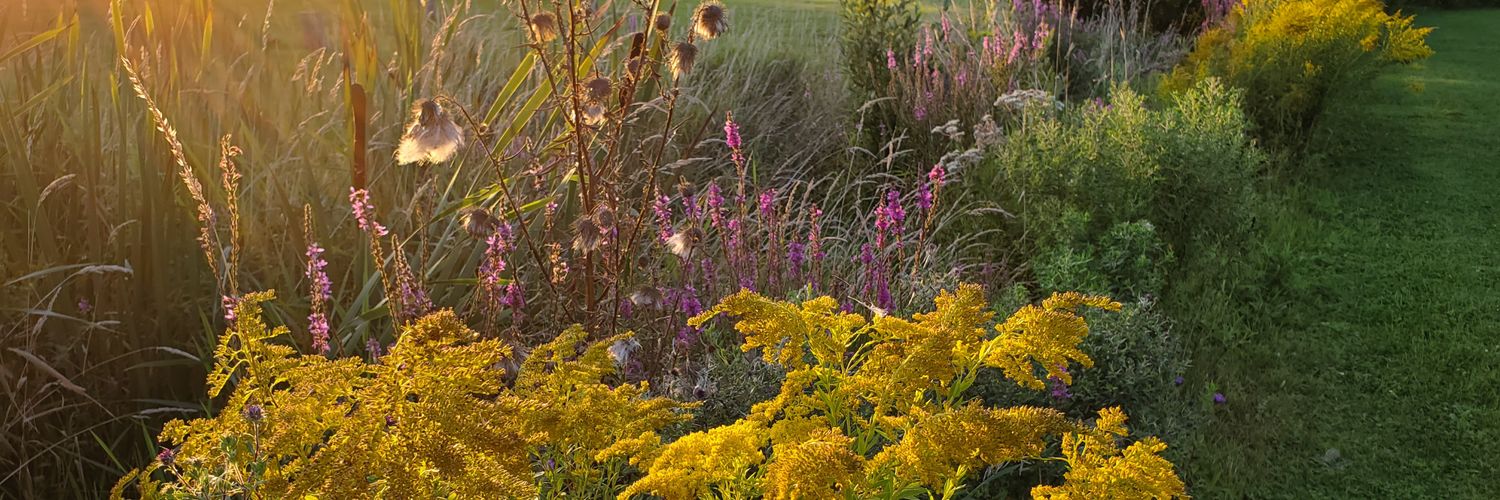 Delphine, PhD banner