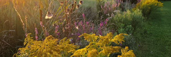 Delphetc Profile Banner