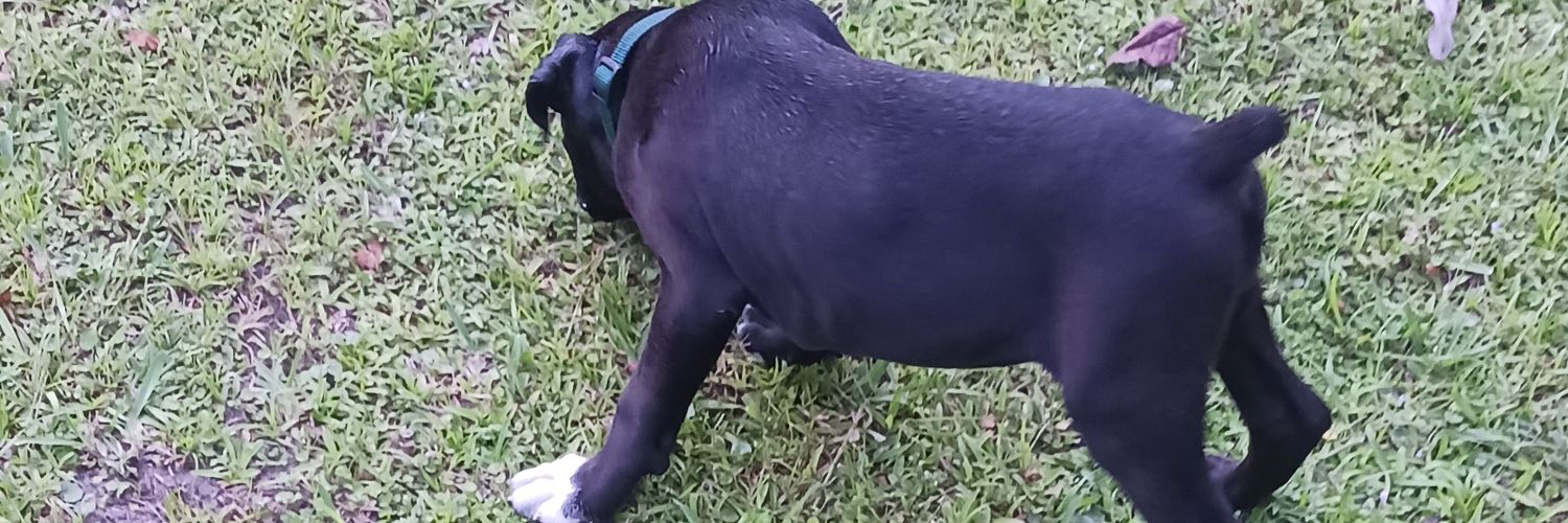 pmoore🐕🐾🐾🌊🌊🇺🇦 banner