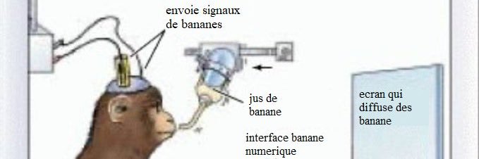 la banane dans tous ses états banner