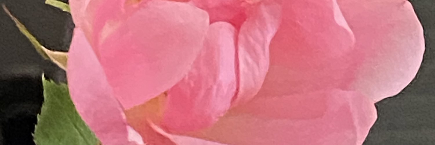 DarlaDFrench's profile banner image