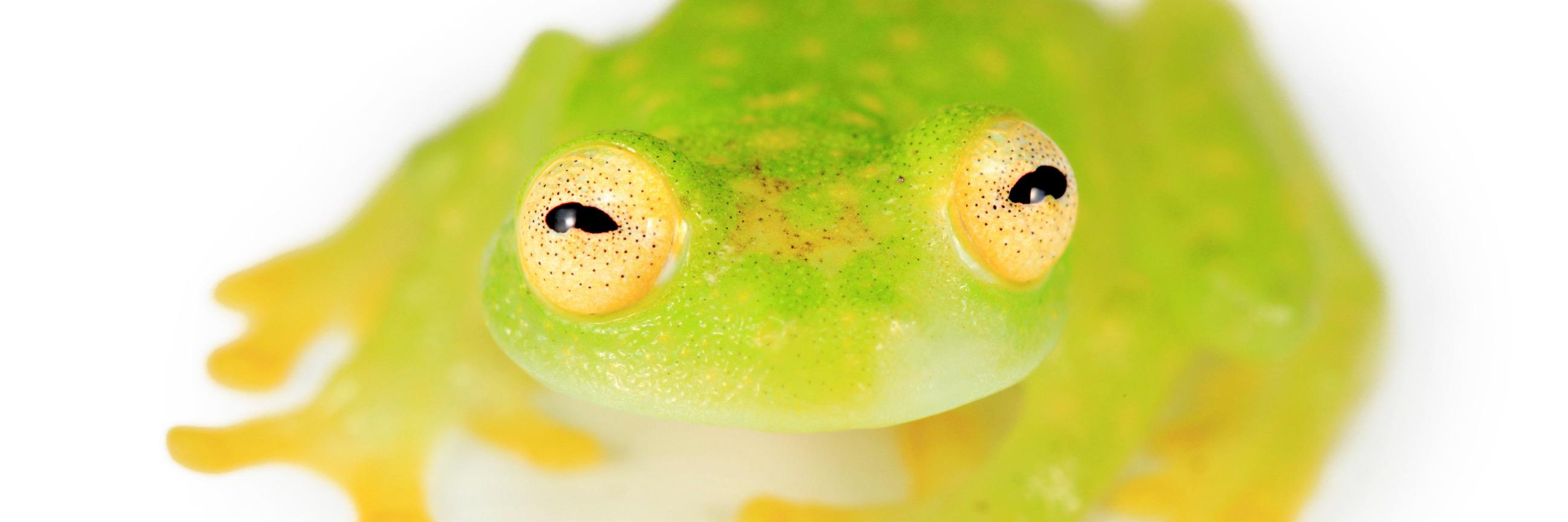 AmphibiaWebEc's profile banner image