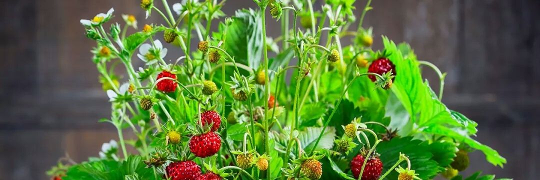ucha_pucca's profile banner image