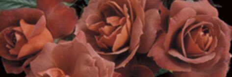 m_0491's profile banner image