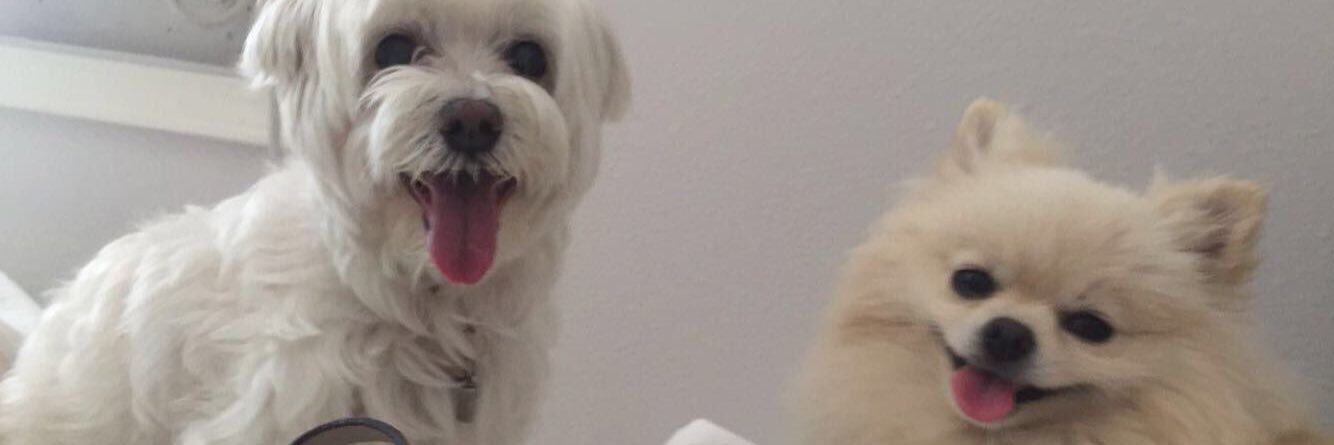 gayle. 🐳 banner