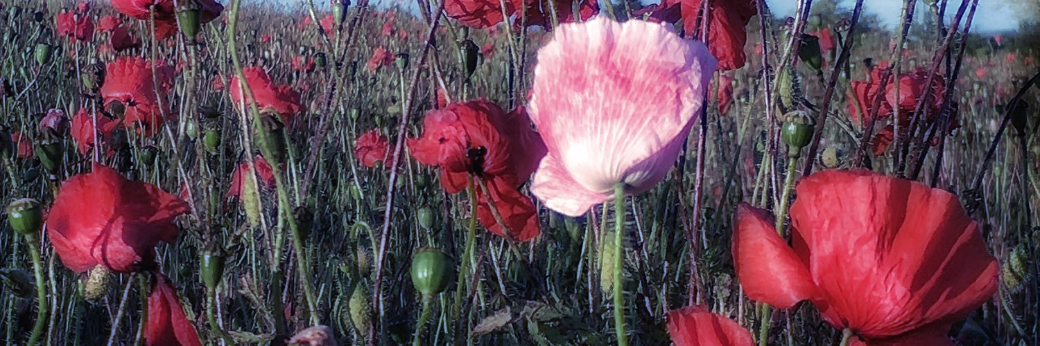 nickgilks's profile banner image