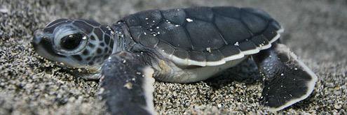 Seaturtleisla's profile banner image