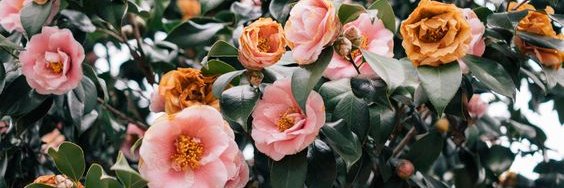 shilohdayblogs's profile banner image
