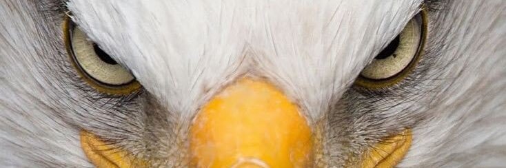 eagle_fan23's profile banner image
