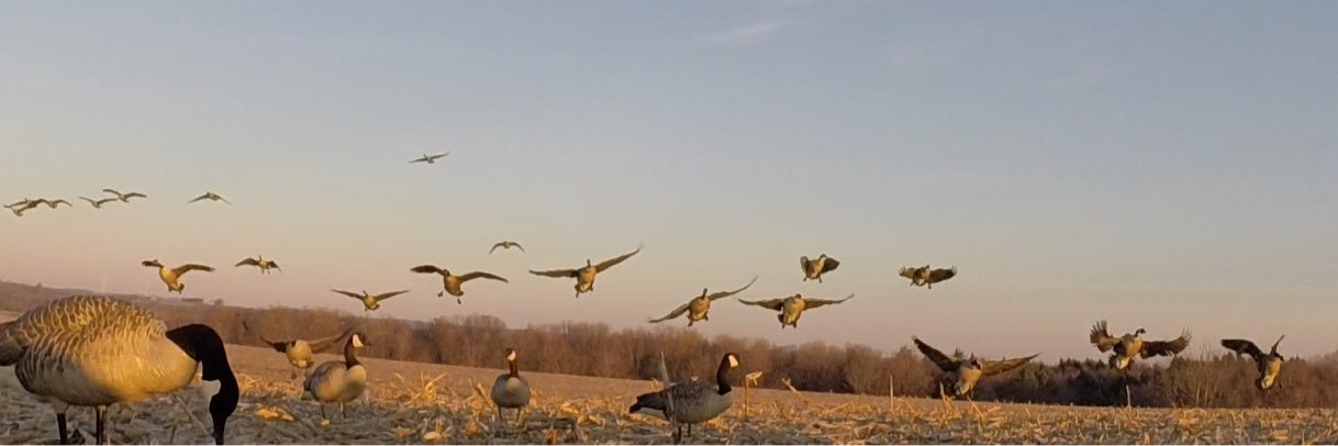 GooseBusta's profile banner image