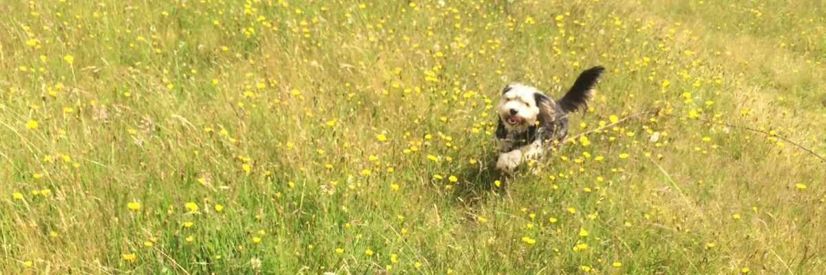 WeelsFenton's profile banner image