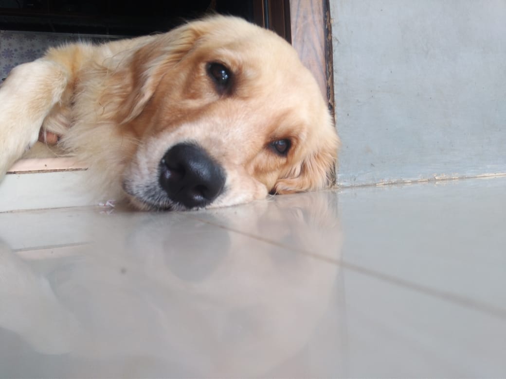 GHOST-Anna O. Harianja banner