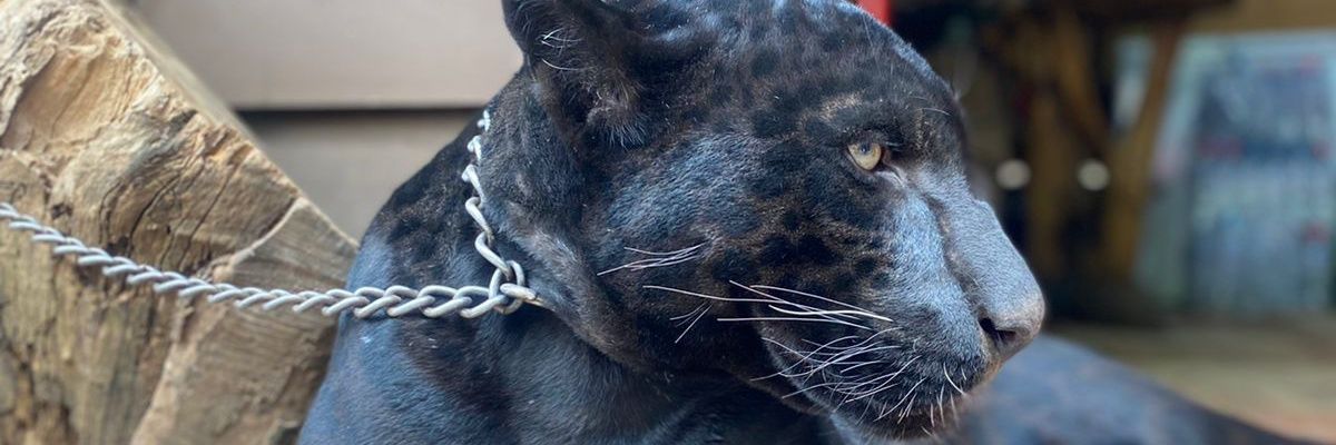 carlosesc_'s profile banner image