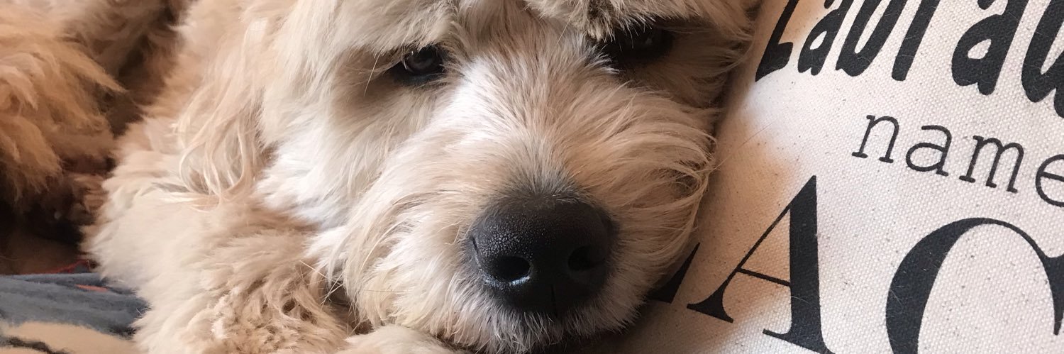 abbymfreeman's profile banner image