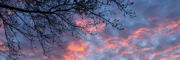 tessarden Profile Banner