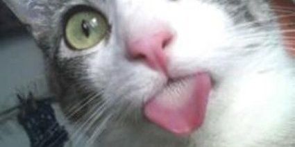 stevenwildcat's profile banner image