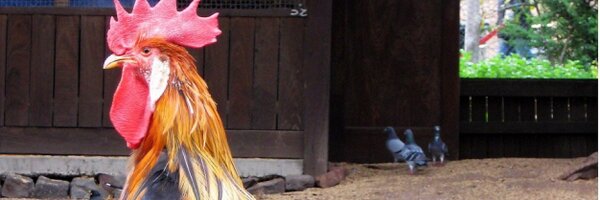 MacMancMcManx Profile Banner