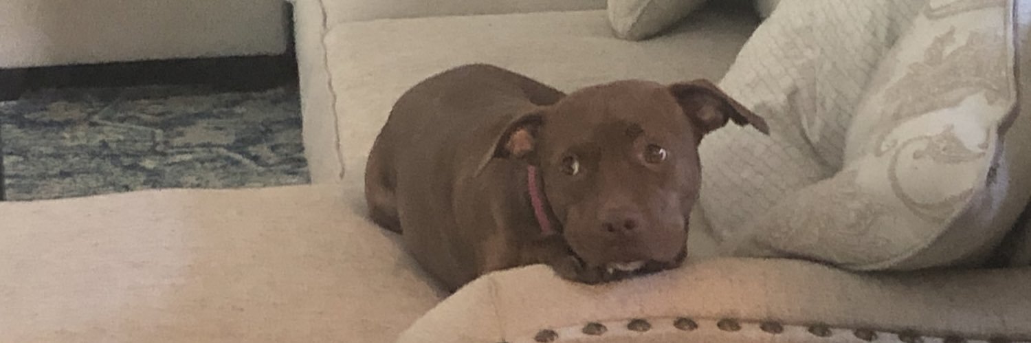 Dillon Silverman banner