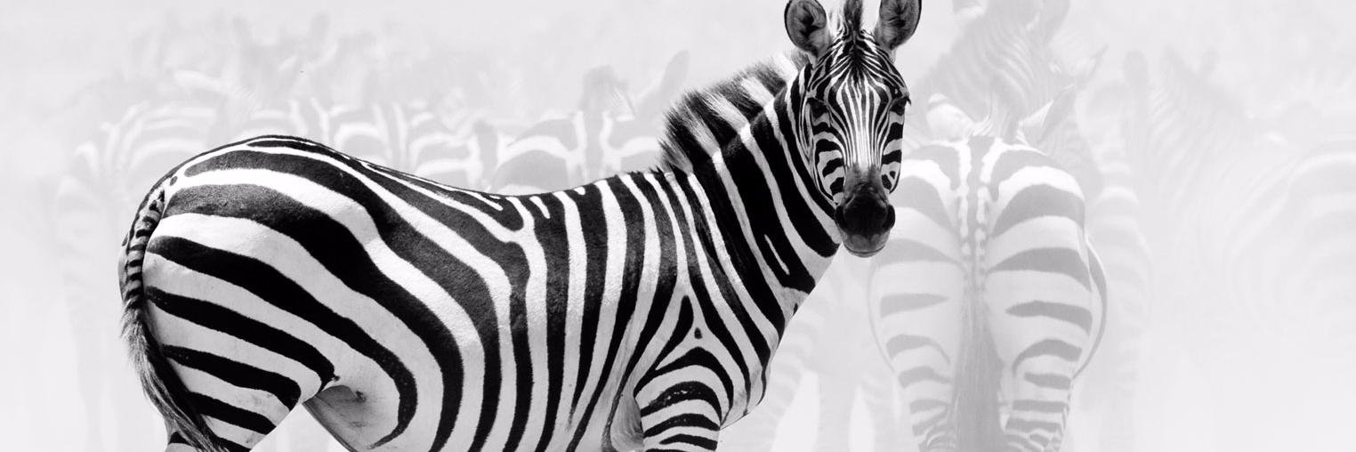 Charebubu's profile banner image