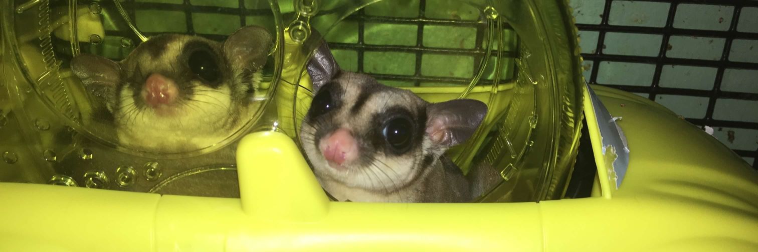 IvyPR 🇵🇷 🇺🇸⚖️🐾 banner