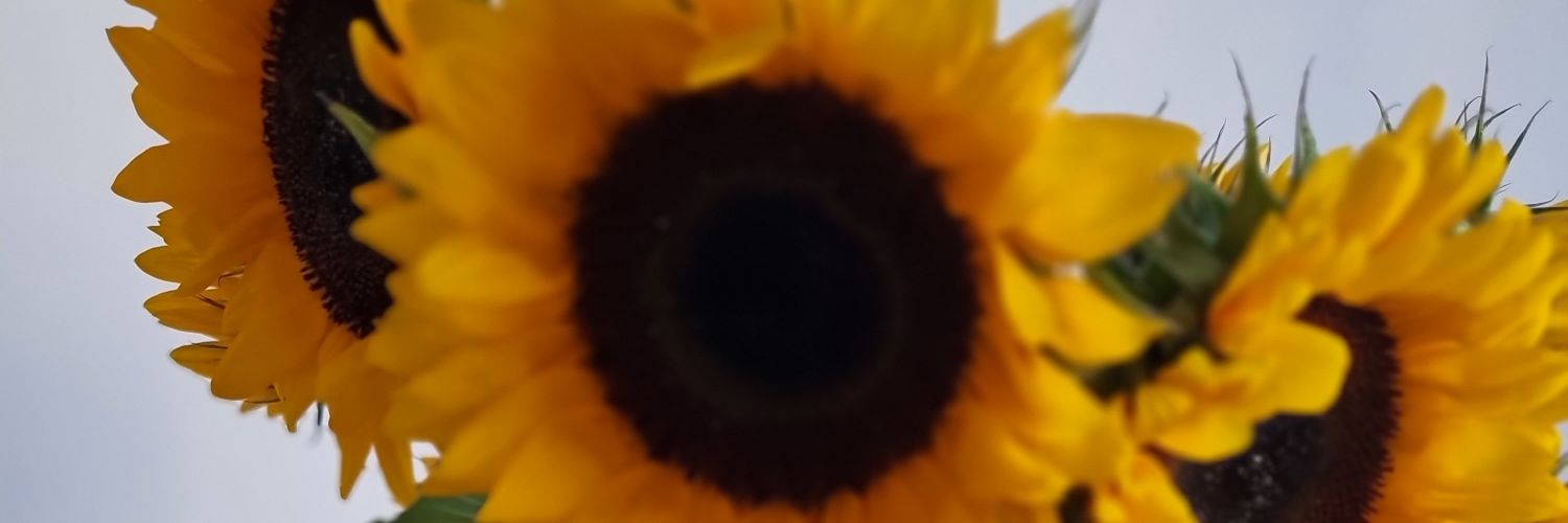 mrsysomerville's profile banner image