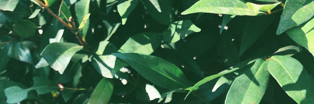 _ditalestari's profile banner image